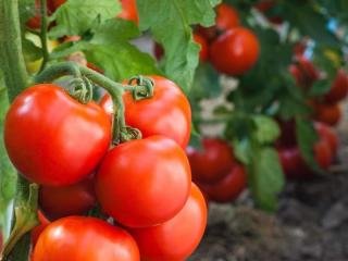 How Our Greenhouse Investment Works
