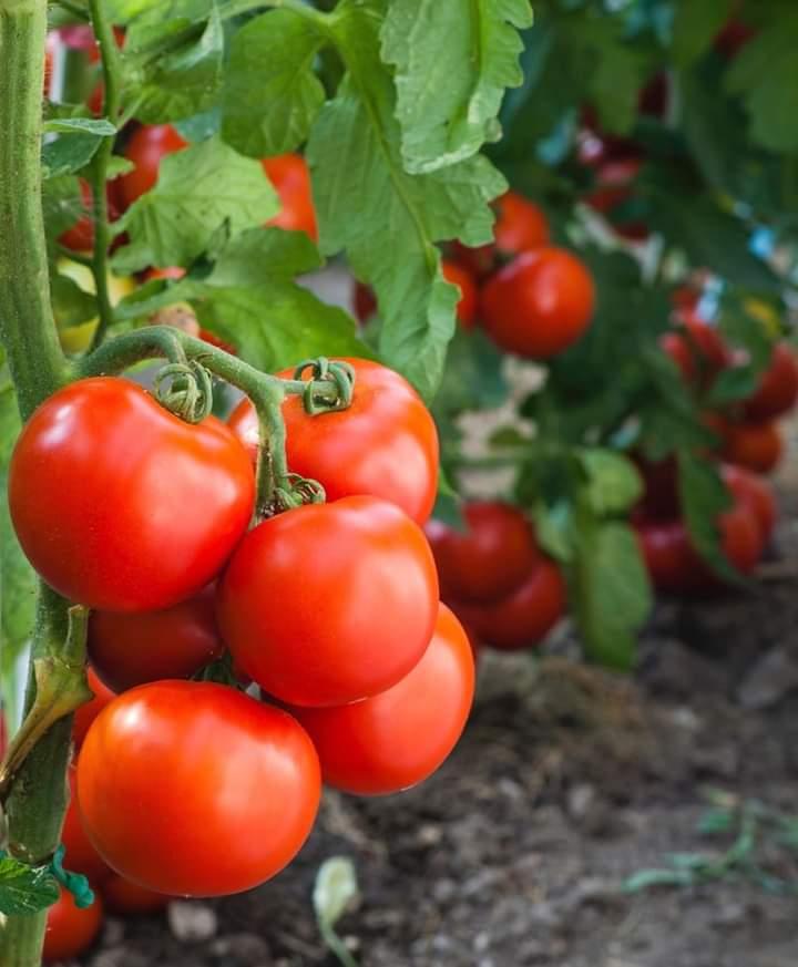 How Our Greenhouse Investment Works