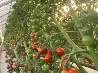 Why Millennium Hydroponics Africa?