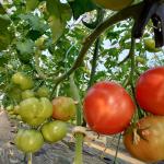 Sustainability